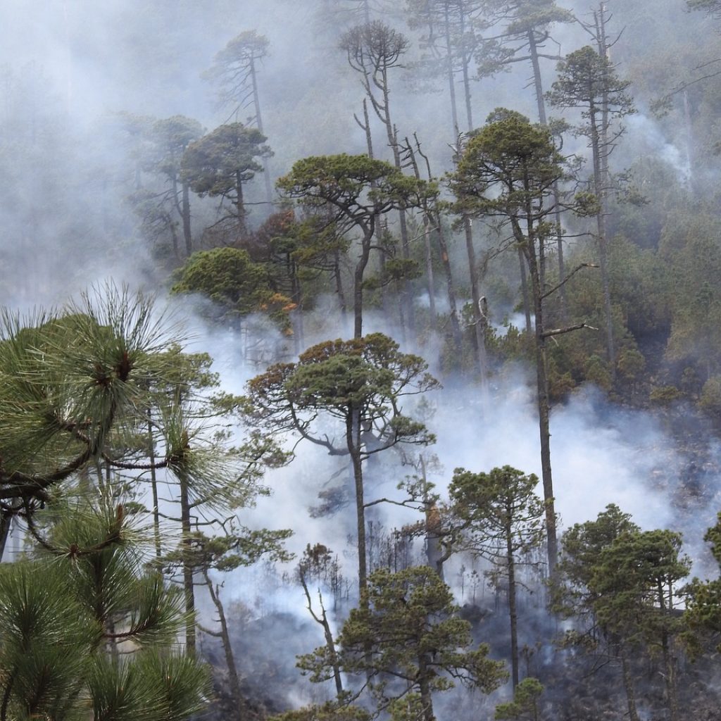 fire, forest fire, tree, forest, smoke, hot, burning, nature, calls, forestry, conservation, trees, destruction, climate change